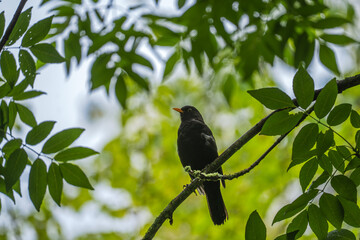 Blackbird sitting on branch with green leafs around it