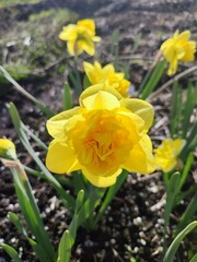 Beautiful blooming narcissus flower on sunny spring day. Varietal flower of narcissus variety Dick Wilden. Many yellow petals collected in inflorescence on green stem with leaves growing in flower bed