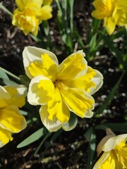 Obraz premium Beautiful blooming narcissus flower on sunny spring day. Varietal flower of narcissus variety Banana Splash. Yellow carved petals on white petals in inflorescence with stamens on green stem and leaves