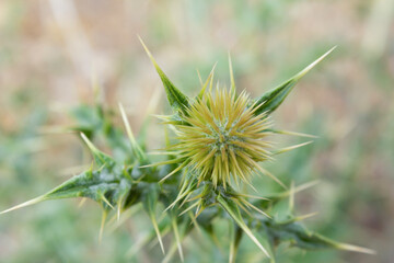 Close-up of a spiky thistle flower in vibrant green, perfect for nature, wildlife, and botanical photography or desert landscape designs.