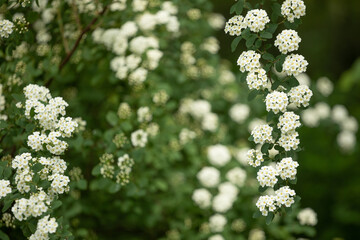 Białe kwiaty tawuły w ogrodzie / White spirea flowers in the garden © mydayphoto