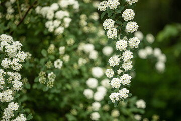Białe kwiaty tawuły w ogrodzie / White spirea flowers in the garden © mydayphoto
