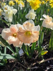 Blossoming flower of the narcissus variety Edinburgh close-up. Beautiful daffodils flower with white and pink petals in an inflorescence on a green stem growing in the ground on a sunny spring day
