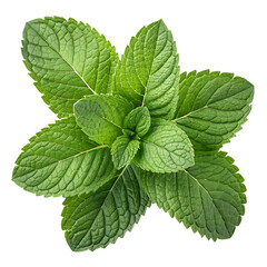 Cluster of Mint Leaves Isolated on Transparent Background, High-Resolution Product Photo
