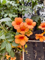 Trumpet vine with lush green leaves and bright trumpet flowers in natural sunlight. Great for botanical, ornamental, and eco-friendly content.