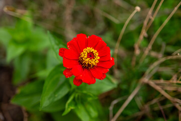 red and yellow flower