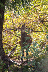 Front view of a big Red deer stag rutting in the depth of the forest in the Alps Mountains. (Cervus elaphus).