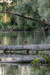duck sleeping on a fallen tree above water