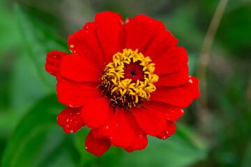 red flower in the garden