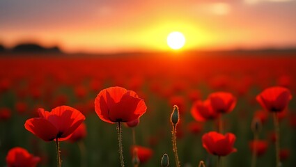 Crimson Dreams at Sunset: A Field of Poppies Bathed in Golden Light "Whispers of Red: Poppies Dancing Beneath a Fiery Horizon