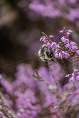 Bee in lavender plant