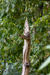 broken tree in forest