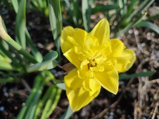 Obraz premium Yellow small daffodil. Blooming daffodil flower with yellow petals in inflorescence and green leaves growing in black soil on a sunny spring morning. Flower bed. Selection breeding varietal flowers.