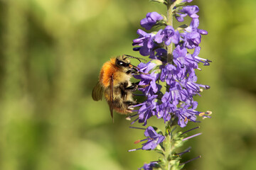 Brown-banded carder bee, Bombus humilis