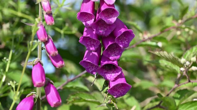 Foxglove wild plant and bees in springtime