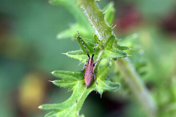 Golden-bloomed grey longhorn beetle, Agapanthia villosoviridescens