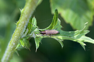 Golden-bloomed grey longhorn beetle, Agapanthia villosoviridescens