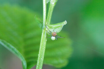 Cucumber green spider, Araniella cucurbitina