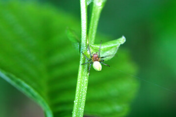 Cucumber green spider, Araniella cucurbitina