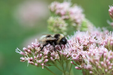 Barbuts cuckoo bee, Bombus barbutellus