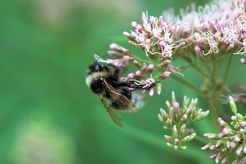 Barbuts cuckoo bee, Bombus barbutellus