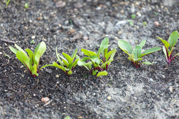 Sadzonki buraka w ziemi / Beetroot seedlings in soil Botwina boćwina © mydayphoto