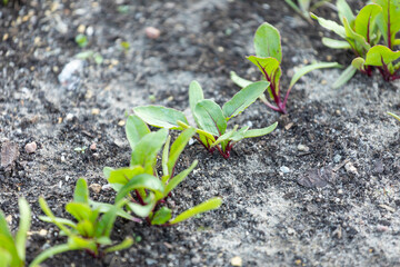 Sadzonki buraka w ziemi / Beetroot seedlings in soil Botwina boćwina