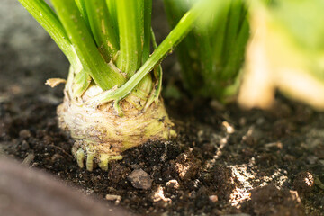 Korzeń selera w ziemi Seler / Celery root in soil © mydayphoto