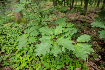 Liście dębu w lesie Dąb / Oak leaves in the forest © mydayphoto
