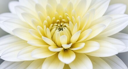 Close up of a pristine white and yellow dahlia flower center
