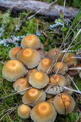 mushrooms in the forest