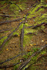 A tangle of roots covered in moss and pine needles on a forest floor