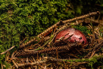 Textures of moss, pine needles, and a mushroom on the forest floor