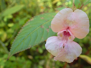 Impatiente de Balfour. Fleurs violettes, photo macro. Immortelle du jardin.