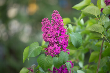 Kwitnący bez lilak / Blooming lilac flowers © mydayphoto