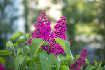 Kwitnący bez lilak / Blooming lilac flowers © mydayphoto