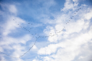 Klucz lecących ptaków na niebie / Flock of flying birds in the sky © mydayphoto