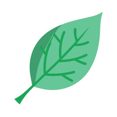 Isolated green leaf vector illustration for nature botanical design and eco friendly concept