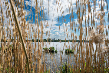 View of the Alster in Hamburg with tall reeds in the foreground and city buildings in the distance. A peaceful urban nature scene.