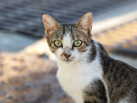 Close-up portrait of a tabby stray cat with green eyes sitting on patterned pavement in Gran Canaria. The cat gazes directly into the camera.