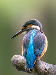 Zimorodek (Alcedo atthis) szmaragd wśród ptaków  © Rafa