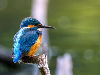 Zimorodek (Alcedo atthis) szmaragd wśród ptaków  © Rafa