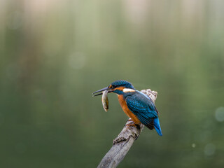 Zimorodek (Alcedo atthis) szmaragd wśród ptaków  © Rafa