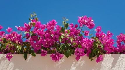 Vibrant bougainvillea blooms cascade over a white wall against a clear blue sky in a sunny garden setting
