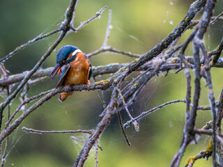 Zimorodek (Alcedo atthis) szmaragd wśród ptaków  © Rafa