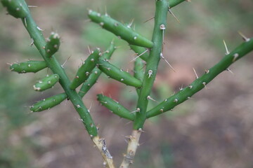Cylindropuntia leptocaulis cienkołodygowa
