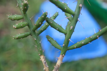 Cylindropuntia leptocaulis cienkołodygowa © Perovskia