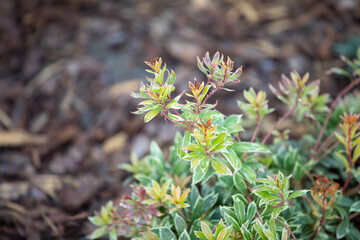 Młode pędy rośliny ozdobnej Pieris / Young shoots of ornamental plant © mydayphoto