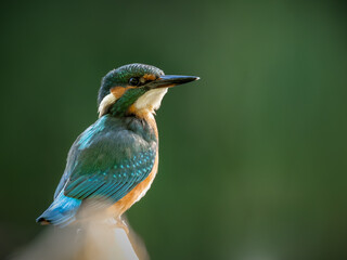 Zimorodek (Alcedo atthis) szmaragd wśród ptaków  © Rafa