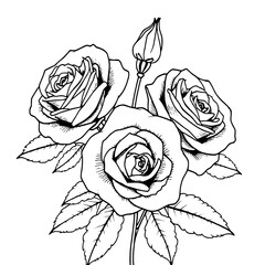 Three Blooming Roses with Bud and Leaves: Black and White Line Art Illustration